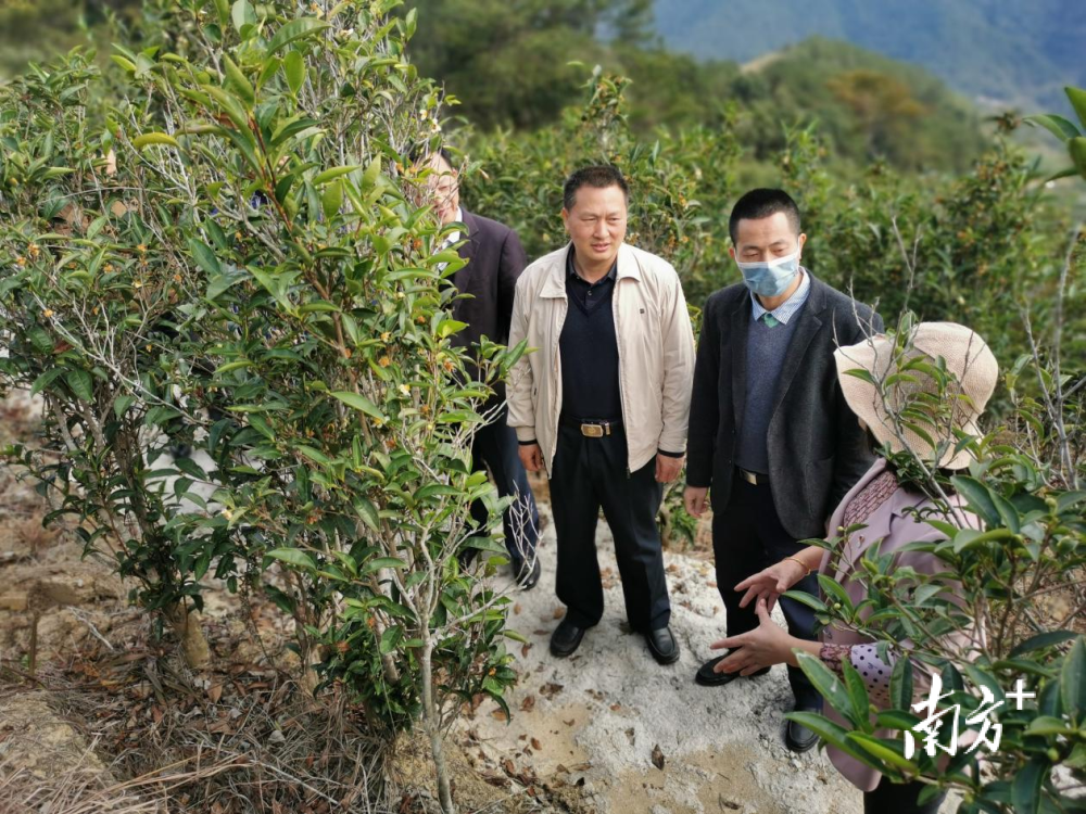 楓朗鎮(zhèn)最新發(fā)展規(guī)劃，塑造未來(lái)繁榮藍(lán)圖，楓朗鎮(zhèn)未來(lái)繁榮藍(lán)圖，最新發(fā)展規(guī)劃揭秘